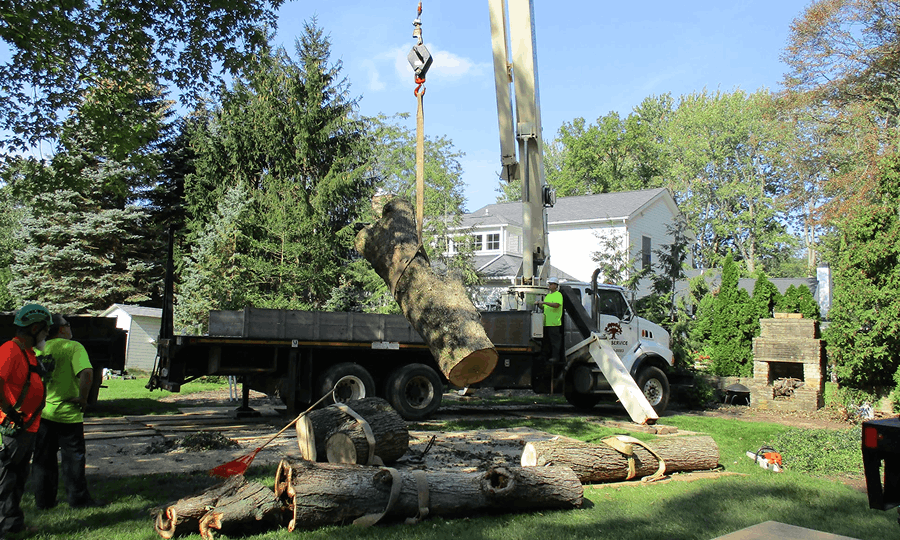 Crane Assisted Tree Removal Services Wilson Tree North Ridgeville