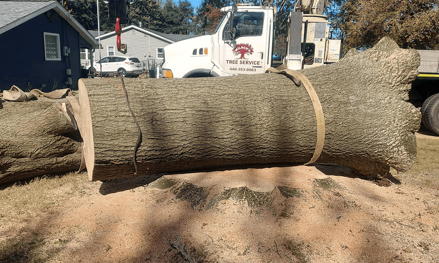 Tree Stump Removal and Grinding Services Wilson Tree Ohio